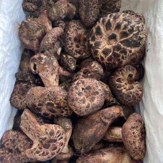 大邑县黑虎掌 掌子菌
