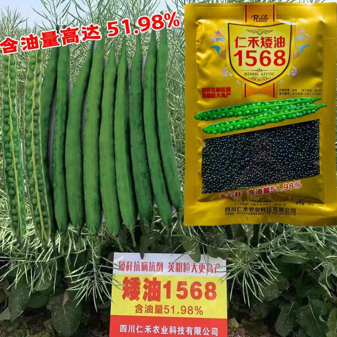 仁禾矮油1568油菜籽种子