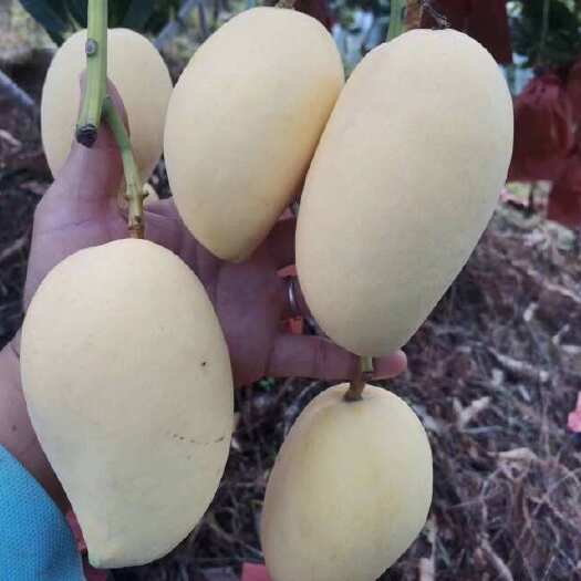 华坪县各种芒果都有货