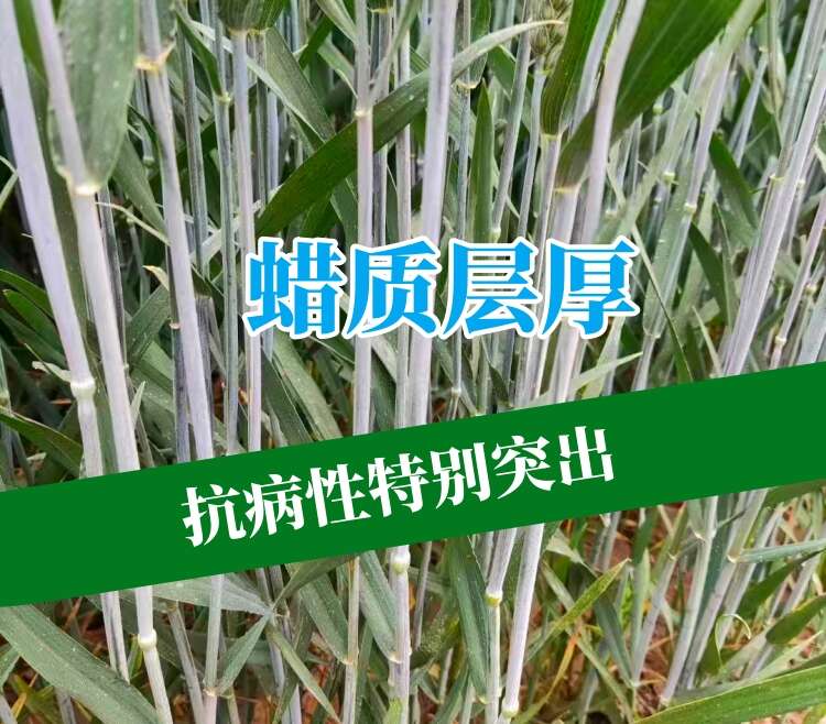 吨粮新品种矮杆特大穗小麦种子抗病抗倒抗寒抗白粉病抗赤霉