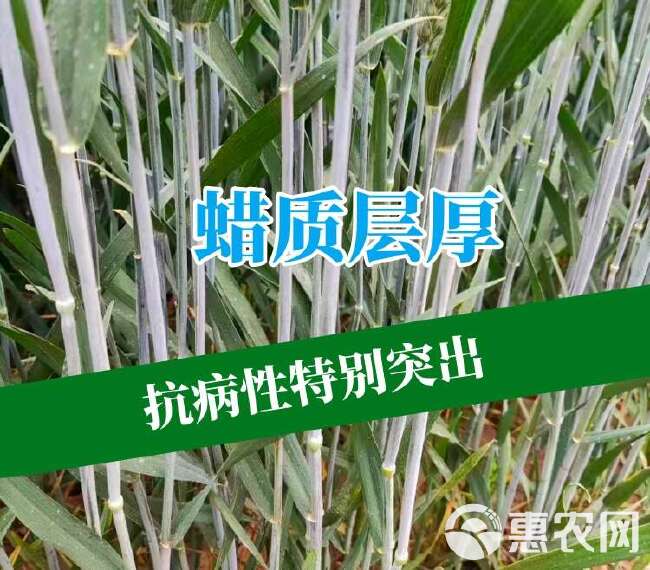 吨粮新品种矮杆特大穗小麦种子抗病抗倒抗寒抗白粉病抗赤霉