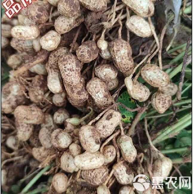 湿花生批发2024新鲜带壳花生小白沙现挖粉皮水煮花生带泥现摘