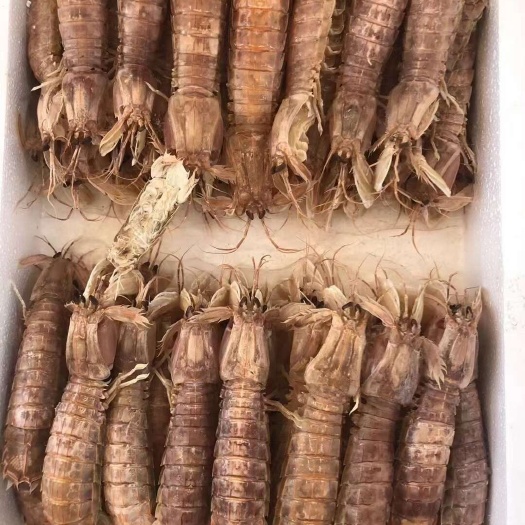 连云港熟冻大公肥皮皮虾,赖尿虾,虾爬子,虾姑壳薄肉多,好吃鲜美大个