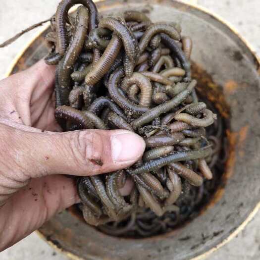 成武县青蚯蚓
