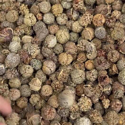 玉林广西大草蔻