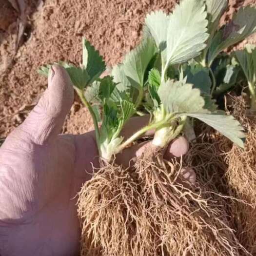 来宾甜查理草莓苗：法兰地草莓苗纯正的脱毒苗，根系发达，苗子矮粗壮