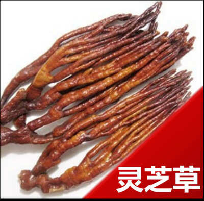 盐城鹿角灵芝，灵芝草