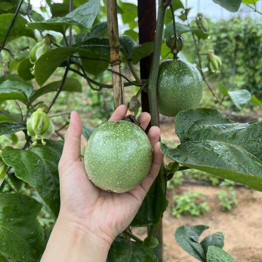 南宁钦蜜九号黄金百香果