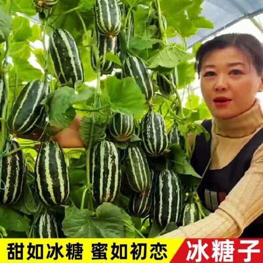 邵东市凤梨酥甜瓜种子一年四季种植好吃香瓜种子酥脆小瓜籽庭院水果种子
