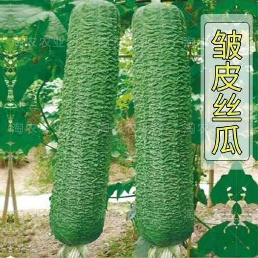 邵东市皱皮大肉丝瓜种子四季好吃皱皮丝瓜籽耐热好吃四季易种蔬菜种子籽