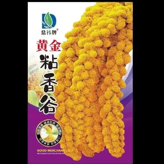 鸟不叼吨谷王粘香谷子种子抗鸟害酿酒包粽子糯小香米种子粘米种籽
