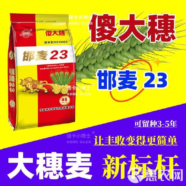 吨粮新品种矮杆特大穗小麦种子抗病抗倒抗寒抗白粉病抗赤霉