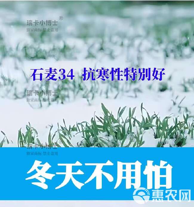 最新国审石麦34矮杆大穗大群体抗病抗寒抗旱高抗枯白穗抗穗发芽