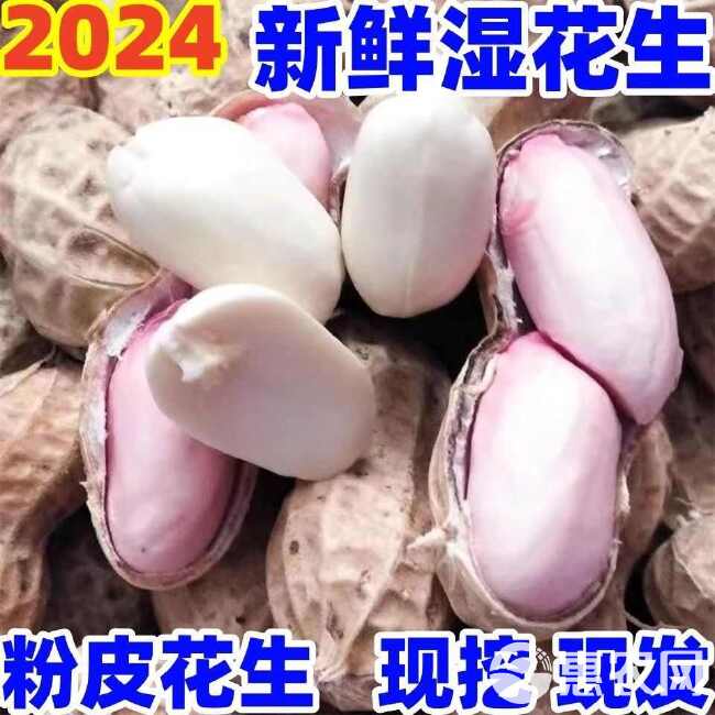 湿花生批发2024新鲜带壳花生小白沙现挖粉皮水煮花生带泥现摘