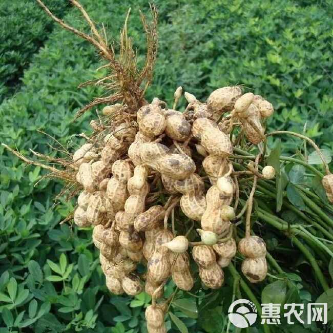 湿花生批发2024新鲜带壳花生小白沙现挖粉皮水煮花生带泥现摘