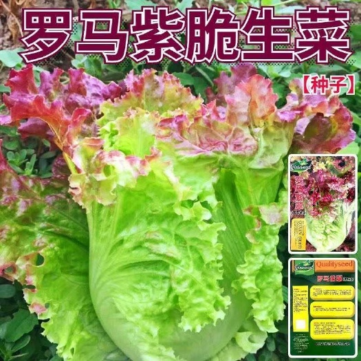 邵东市罗马紫翠生菜种子耐热抗寒四季紫罗马生菜新鲜籽盆栽蔬菜种子大全