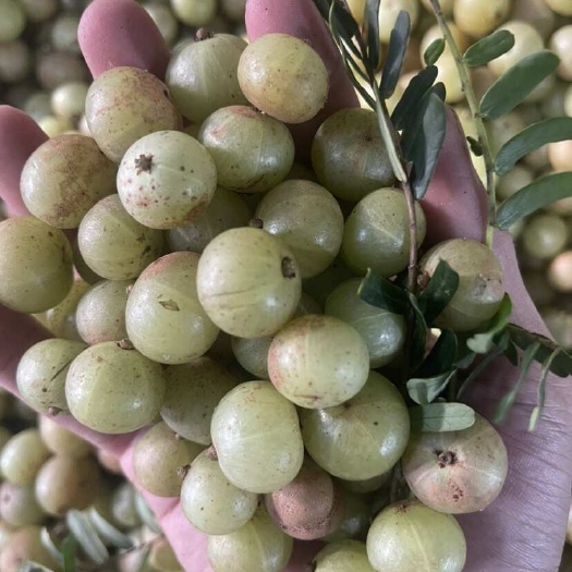 普宁市赤皮油甘，榨汁奶茶店，