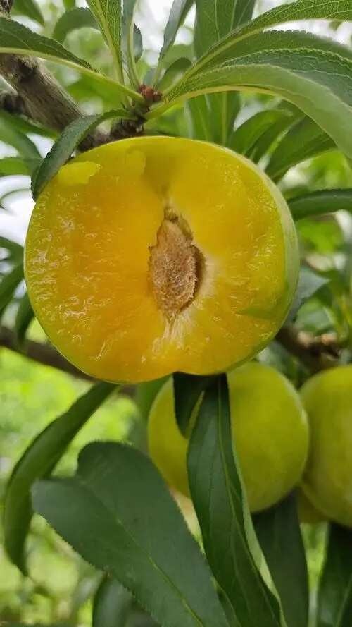 宜城市蜂糖李成熟了，象蜂蜜一样香，象蜂蜜一样甜！