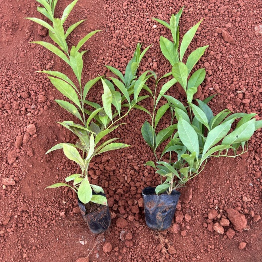 宜良县双色茉莉  产地直供  自产自销 苗木花卉  工程对接 量大