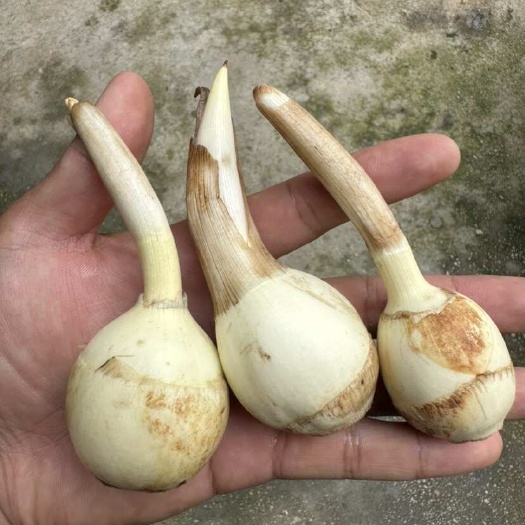 陆良县中号茨菇，中号慈姑，云南白肉茨菇