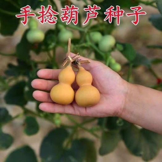 邵东市四季盆栽手捻小葫芦种子观赏迷你葫芦种子特小天然文玩种子大全