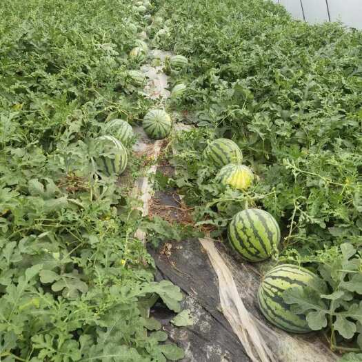 巨野县麒麟瓜