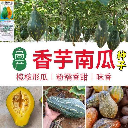 邵东市新品种香芋南瓜种子甜糯南瓜种子四季好吃早熟爬地搭架菜种籽大全