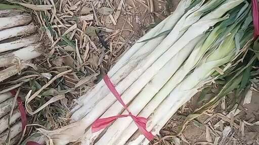 万荣县万荣大葱一年四季销往全国各地，味浓，白长。