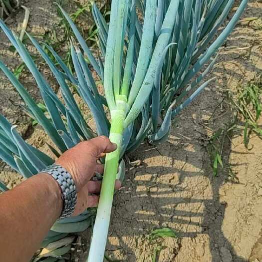  钢葱