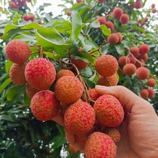 灵山县白糖罂荔枝苗