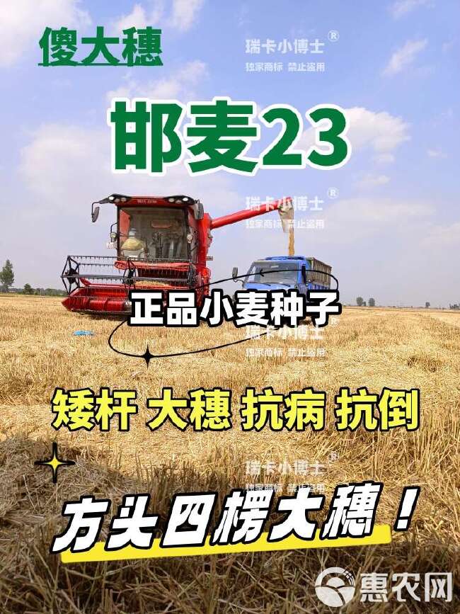 吨粮新品种矮杆特大穗小麦种子抗病抗倒抗寒抗白粉病抗赤霉