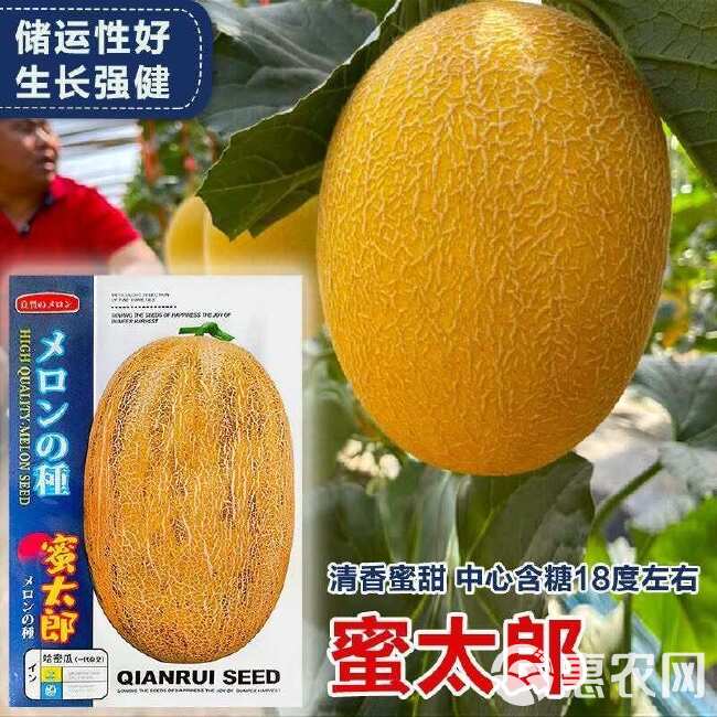 好吃蜜太郎哈密瓜种子大果黄皮哈密瓜种籽孑甜瓜新疆哈蜜瓜种子