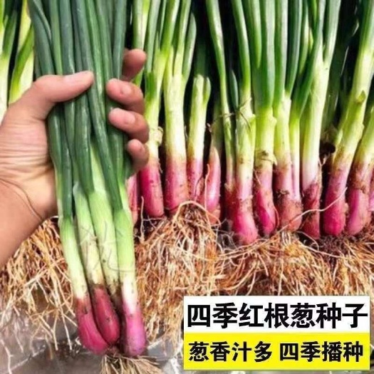 邵东市红皮香葱种籽四季小香葱种子红根小香葱种籽四季阳台盆栽蔬菜种子