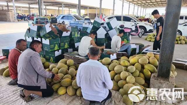 新疆哈密瓜伽师瓜八六王批发零售产地直销口感好全国发货