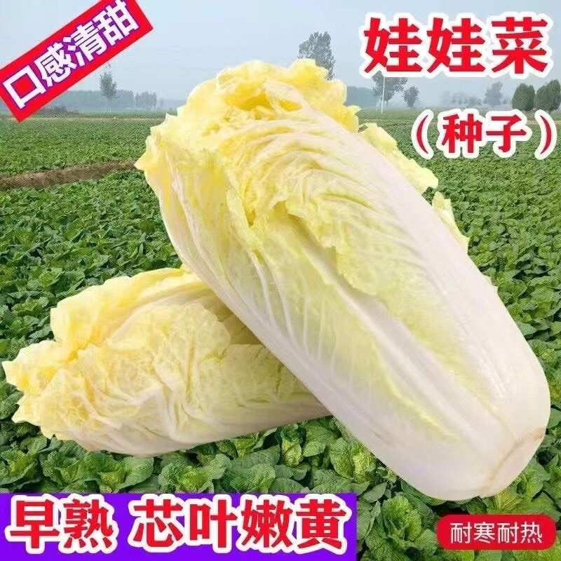 娃娃菜种子小白菜种籽好吃黄心娃娃菜种籽小型白菜四季秋冬季蔬菜