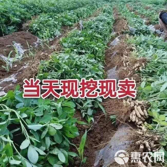 湿花生批发2024新鲜带壳花生小白沙现挖粉皮水煮花生带泥现摘