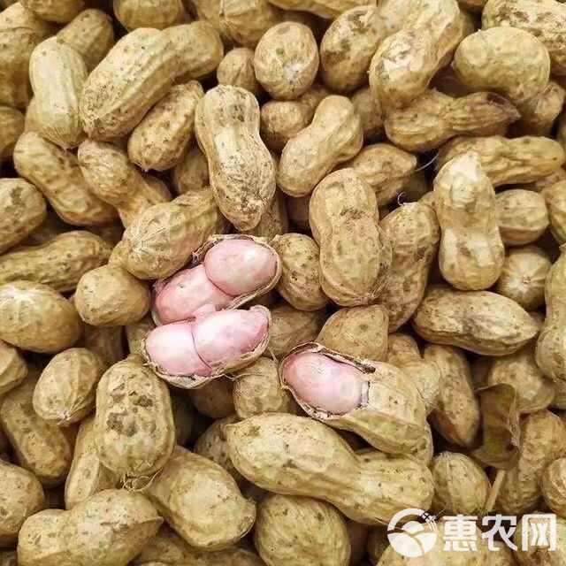 湿花生批发2024新鲜带壳花生小白沙现挖粉皮水煮花生带泥现摘