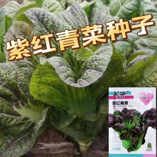 邵东市紫红青菜种子芥菜红筋青菜种籽四川大肉青菜籽腌制泡菜蔬菜种孑