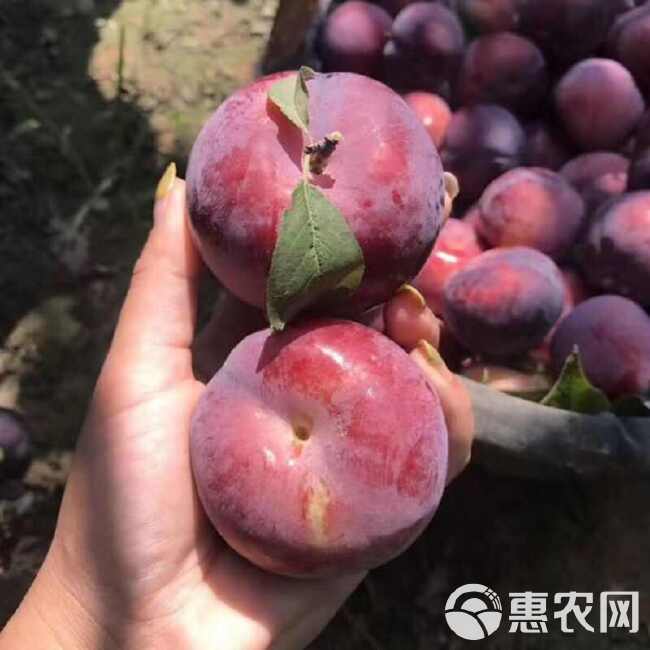 东北新鲜黑布林李子当季脆红布林整箱应季水果包邮批发