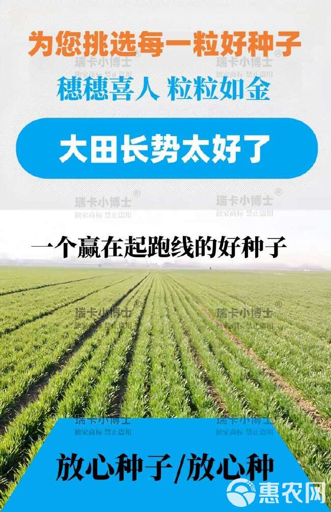 最新国审石麦34矮杆大穗大群体抗病抗寒抗旱高抗枯白穗抗穗发芽