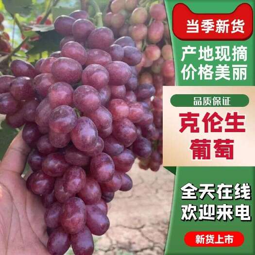 大荔县陕西大棚精品克伦生，抓型紧个头大，糖度高，耐运输，