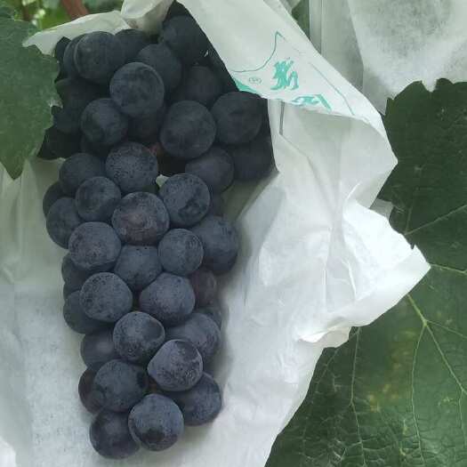 咸阳夏黑葡萄