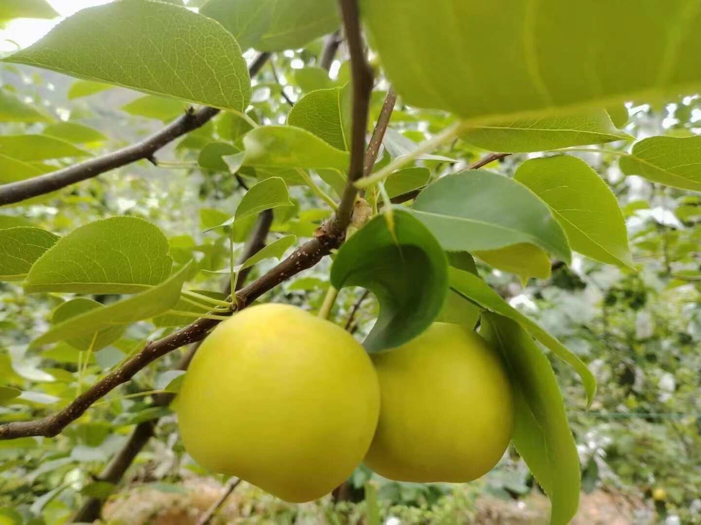 丁香梨 密梨