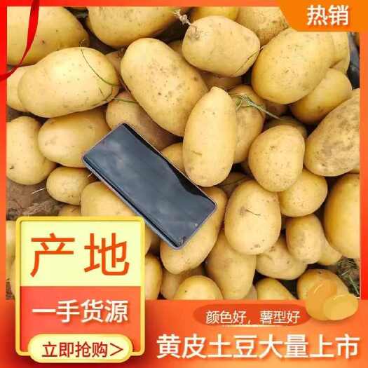 靖边县土豆榆林土豆沙漠土豆大量上市