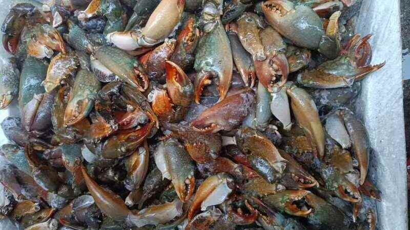 青蟹钳