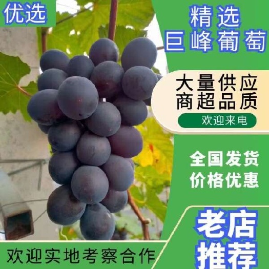 自然果，巨峰葡萄，果粉好，口感好，糖度高，量大，专业代办