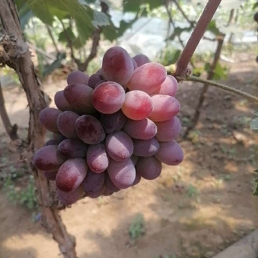 辽阳县茉莉香葡萄
