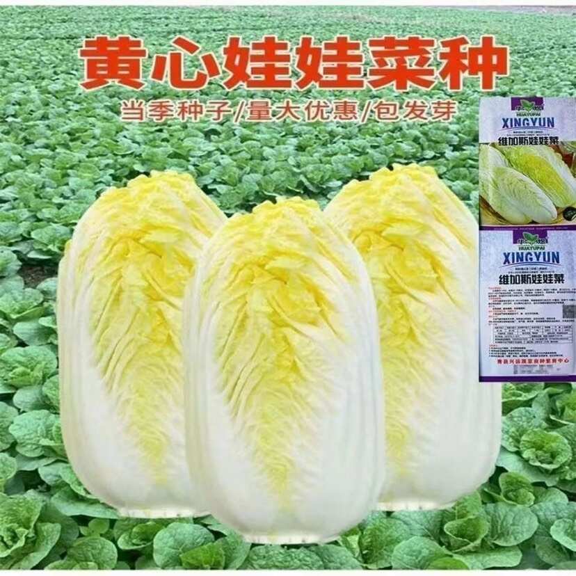 娃娃菜种子小白菜种籽好吃黄心娃娃菜种籽小型白菜四季秋冬季蔬菜