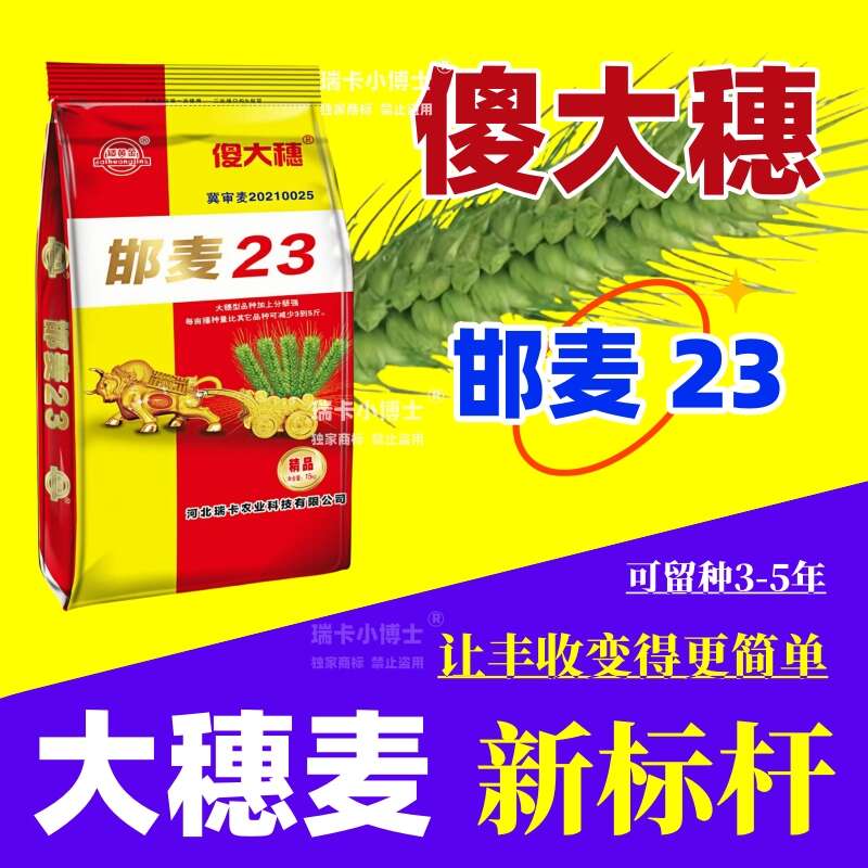 吨粮新品种矮杆特大穗小麦种子抗病抗倒抗寒抗白粉病抗赤霉