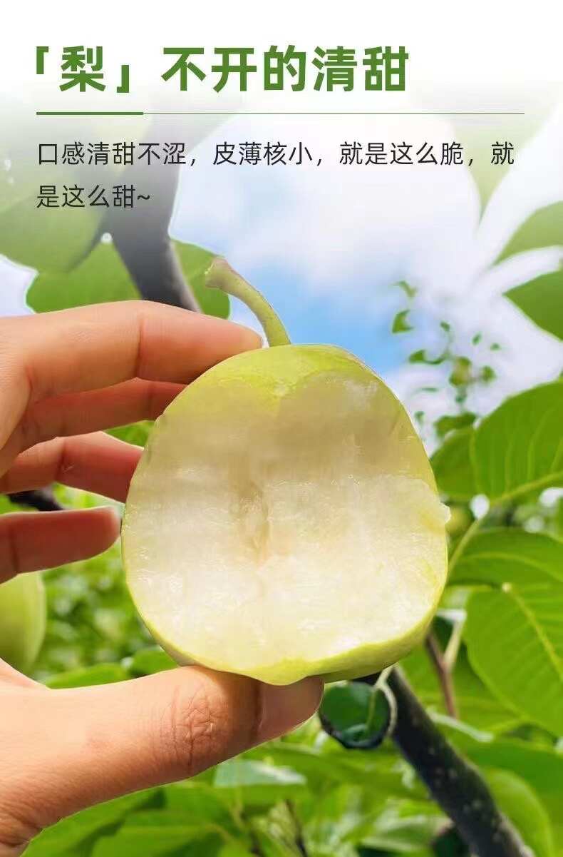 丁香梨 密梨